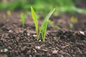 Soil image